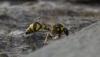 Eumenes sp.
